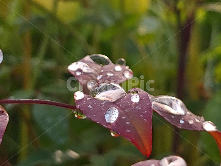 단풍,들풀,풍경,이슬,붉은,감성,식물,자연,plants,nature