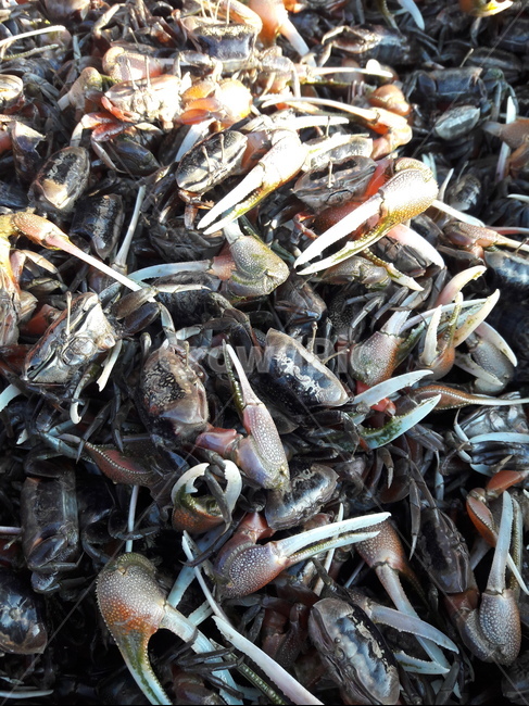 농게,crab,신안,갯벌생물,shinan,getbollife,동물,animal
