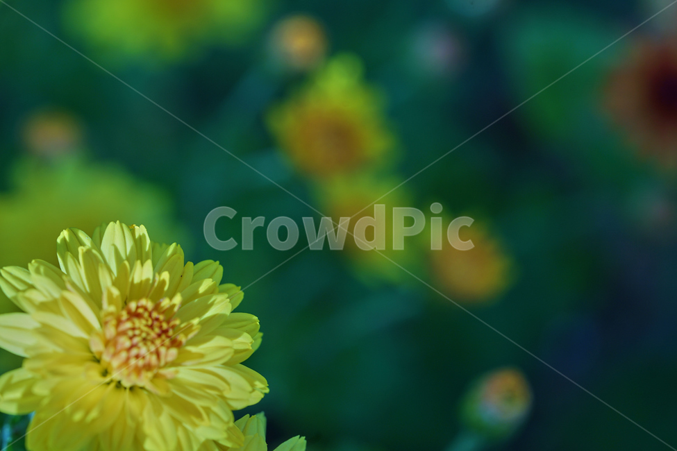 국화,노란색꽃,과꽃,화단,정원,수목원,flower,blooming,garden,꽃,식물,자연,plants,nature,꽃,flower