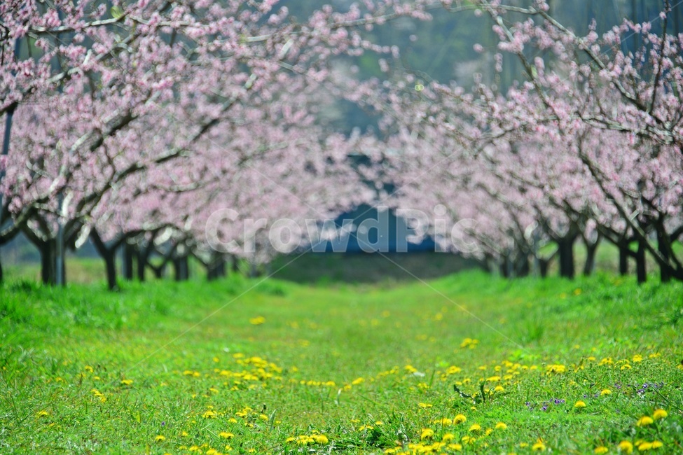 봄,tree,나무,plant,식물,nature,자연,outdoors,옥외,순천,월등,복사꽃,복숭아,복숭아꽃,농장,농업,농사,농경지,봄,계절,spring,season,자연,풍경,nature,landscape