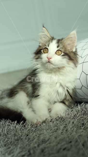 고양이,동물,아기고양이,노르웨이숲,냥이,애완동물,노르웨이숲고양이,동물,animal,포유류,mammal,고양이,cat,kitten,kitty