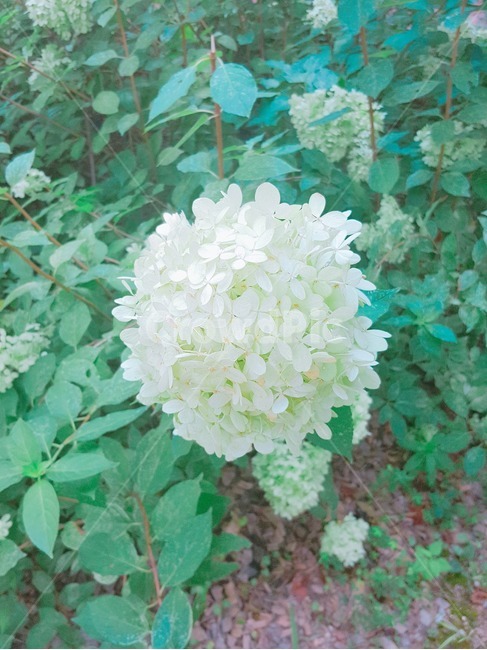 꽃,하얀꽃,둥근꽃,flower,white,길거리꽃,도로꽃