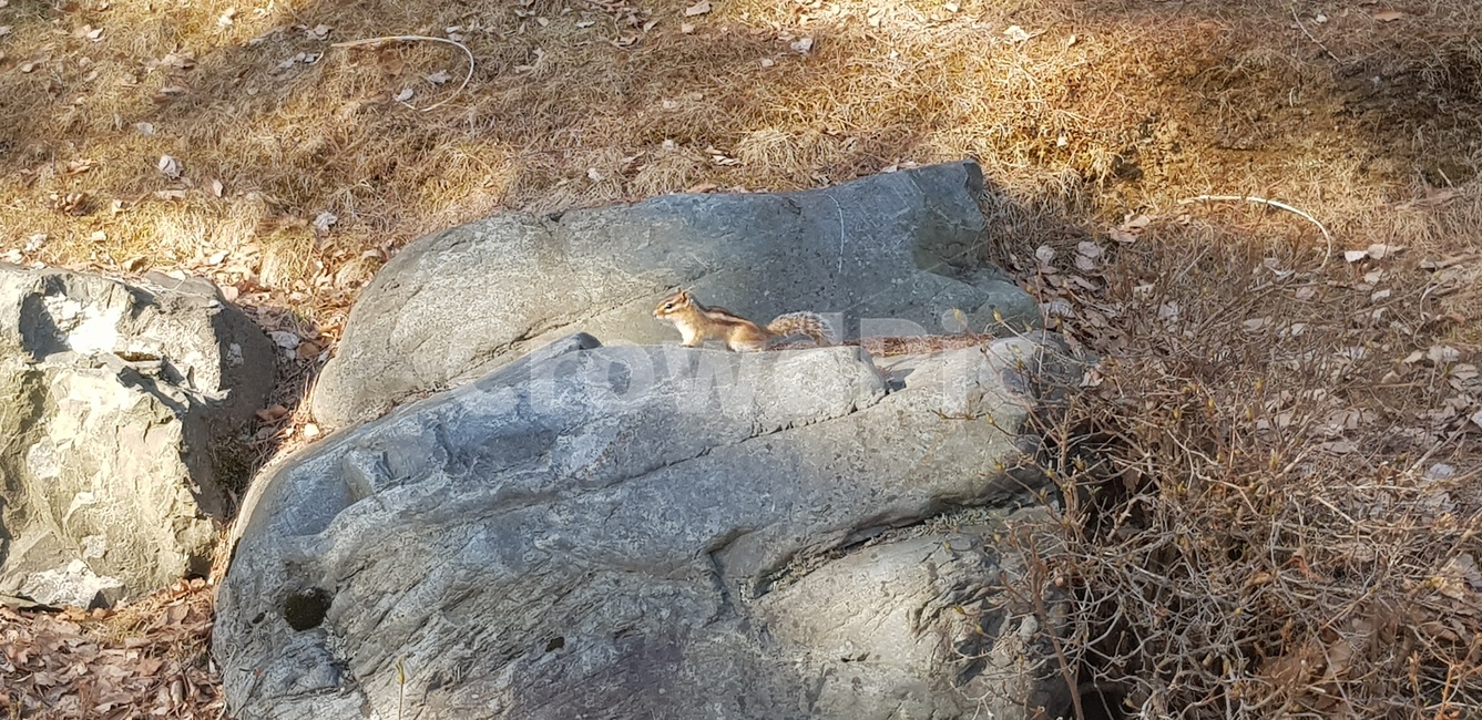 야생동물,동물,다람쥐,animal,squirrel