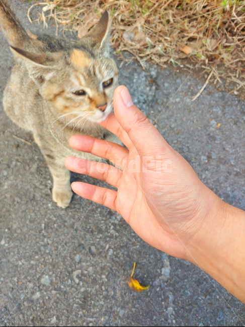 cat,고양이,길고양이,길냥이,동물,펫,포유류