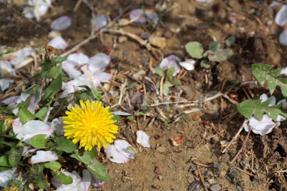 민들레,꽃잎,벚꽃,봄꽃,노랑,식물,자연,plants,nature,꽃,flower
