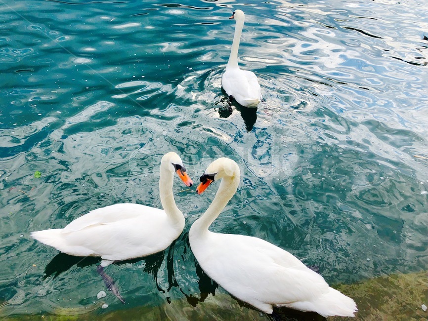 동물,백조,자연,새,강가,커플,하트,swan