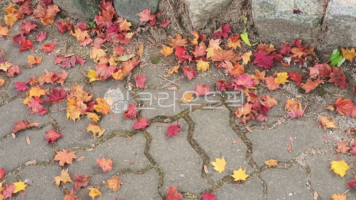 forest,color,seasonal,yellow,bright,isolated,branch,vivid,red,Maple leaf,beautiful,leaves,fall,Maple tree,sight,golden,season,decoration,Maple,natural,tree leaves,nature,tree,leaf,orange,foliage,background,plant,maple,october,autumn,colorful