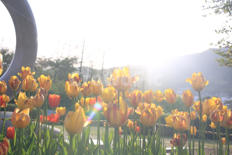 봄,꽃,튤립,연지공원,햇살,꽃말,봄,계절,spring,season,식물,자연,plants,nature,꽃,flower,감성,sensible,feeling,휴식,힐링,rest,relaxation,healing,plant
