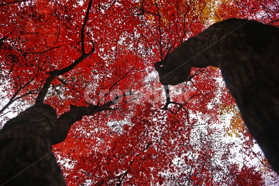 가을,단풍,단풍나무,화려함,가을풍경,autumn,fall,autumnleaves,plant,nature,계절,나무,븕은색,maple,red,season,colorful,느낌,감성,trees,branches,울긋불긋,자연,가을감성,가을느낌,가을배경,풍경,가을,계절,fall,autumn,season,식물,자연,plants,nature,나무,trees,wood,leaf,잎,tree