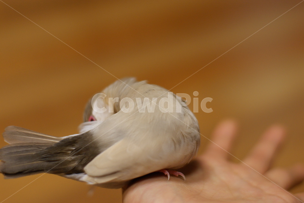 동물,애완동물,새,문조,애완조,동물,animal,조류,새,birds