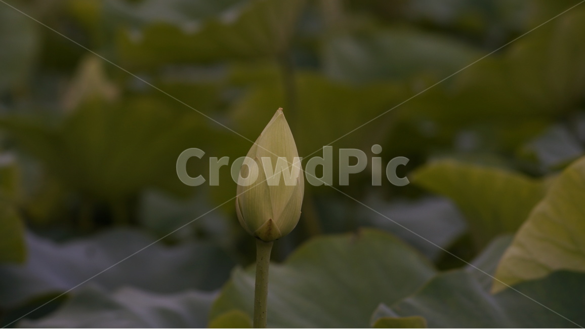 연꽃,꽃,꽃사진,식물,자연,식물,자연,plants,nature,꽃,flower