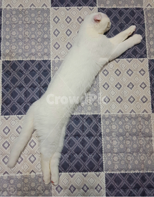 고양이,동물,스코티시폴드,폴드,스코티시,동물,animal,포유류,mammal,고양이,cat,kitten,kitty