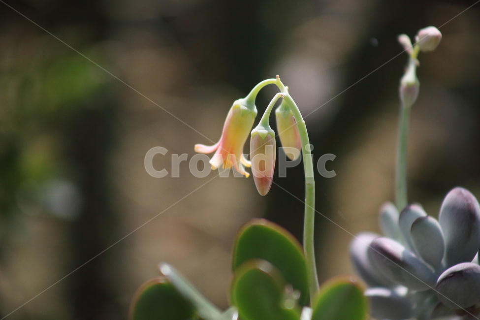 방울복랑,꽃,다육이,cotyledonorbiculata,방울복랑꽃