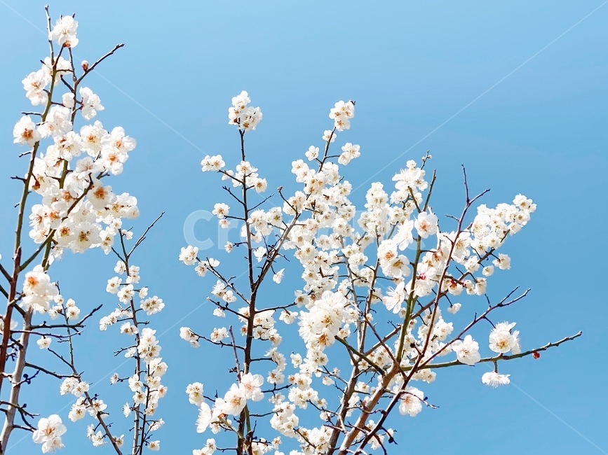 꽃,매화꽃,식물,flower,plant,봄,계절,spring,season,식물,자연,plants,nature,꽃,flower