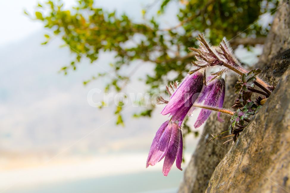 봄,꽃,동강할미꽃,동강,강,식물,자연,할미꽃,바위,식물,자연,plants,nature,꽃,flower