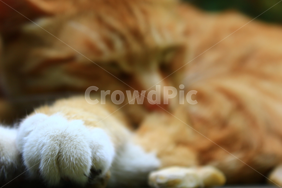 고양이,발,앞발,수면,나른