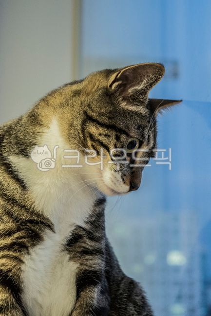 kitty,Pets,Korean Shorthair,kitten,cat,nose short,animal,mammalia,pet