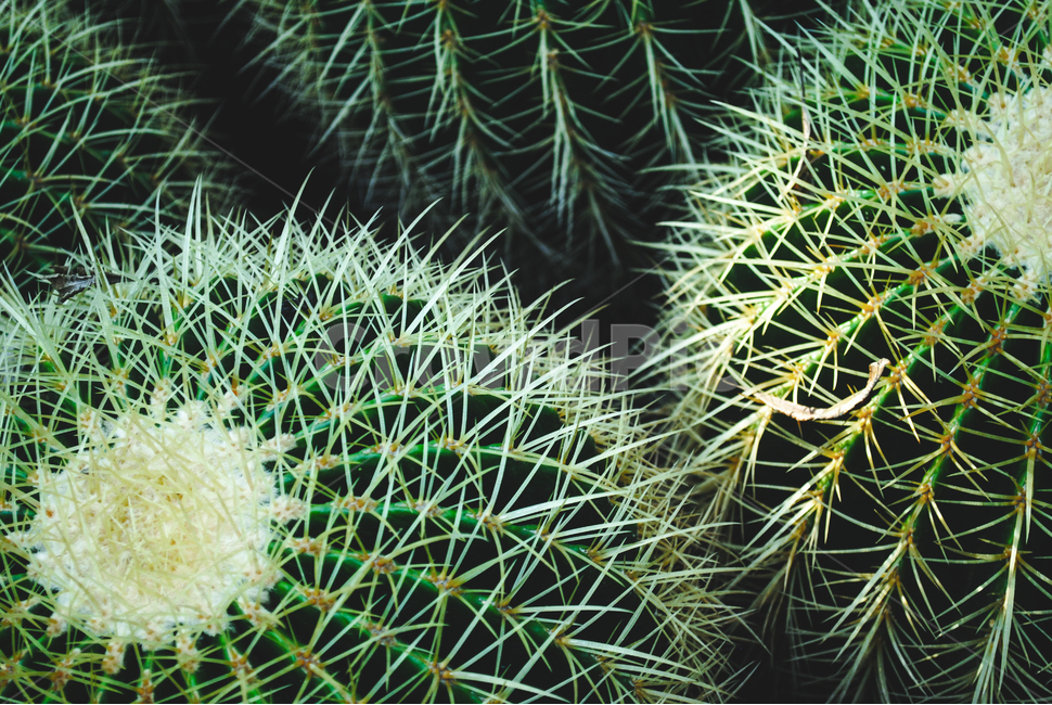 식물,선인장,가시,자연,열대식물,cactus,plants,nature,식물,자연,plants,nature