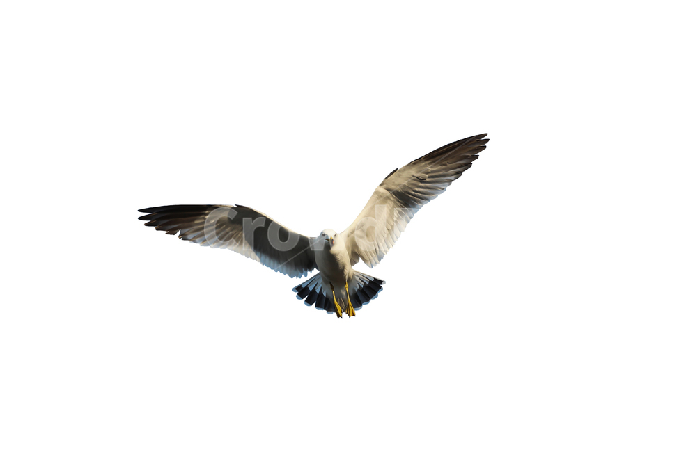갈매기,새,조류,날개,바다,누끼,바닷가,자연,하늘,부리,seagull,bird,풍경,naturelandscape,sea,동물,animal,birds,감성sensible,feeling,outdoors,옥외,transportation,동물,animal,조류,새,birds,누끼,remove background