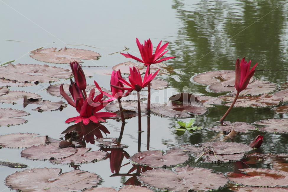 연,수련,꽃,식물,waterlily,식물,자연,plants,nature,꽃,flower