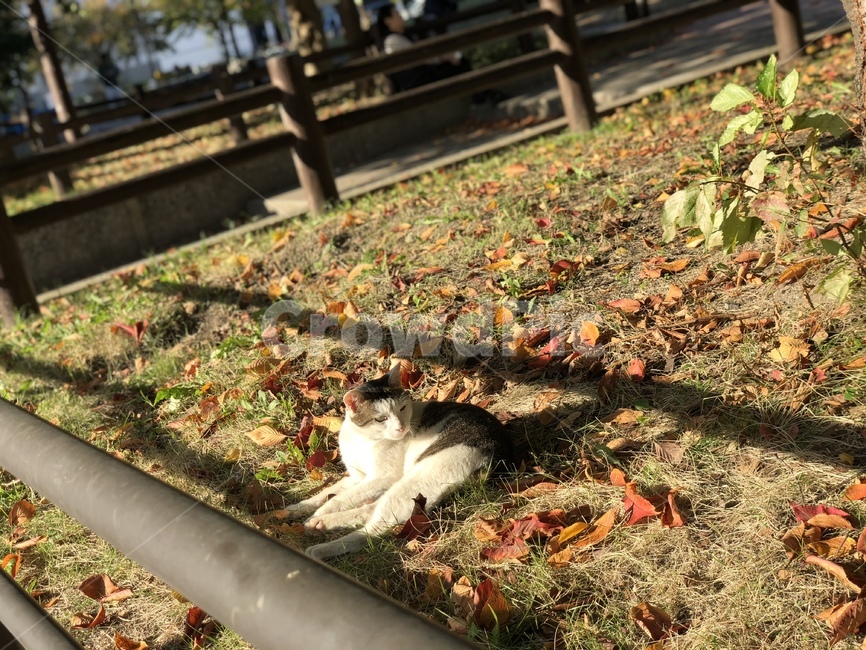 고양이,가을,cat,animal,풍경,동물,animal,포유류,mammal,고양이,cat,kitten,kitty