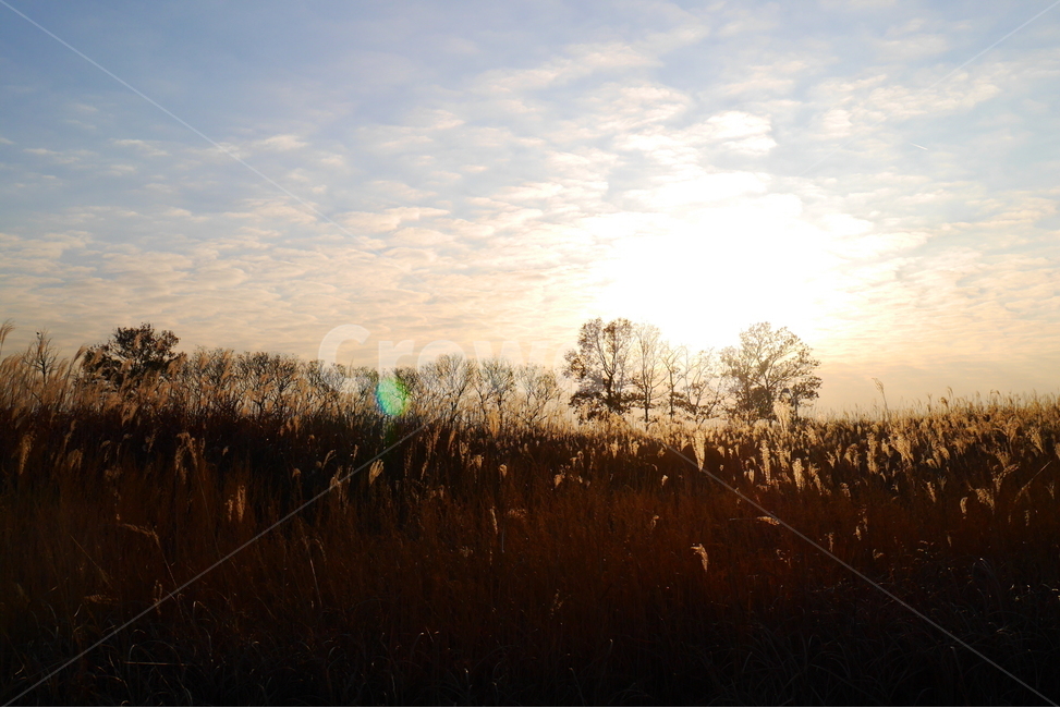 가을,갈대,노을,저녁,하늘,실루엣,가을,계절,fall,autumn,season,자연,풍경,nature,landscape,flare,플레어,light,빛,sunlight,햇빛