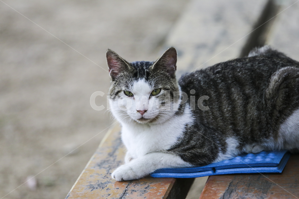 고양이,반려동물,애완동물,귀여움,동물,잠자는고양이,동물,animal,포유류,mammal,고양이,cat,kitten,kitty