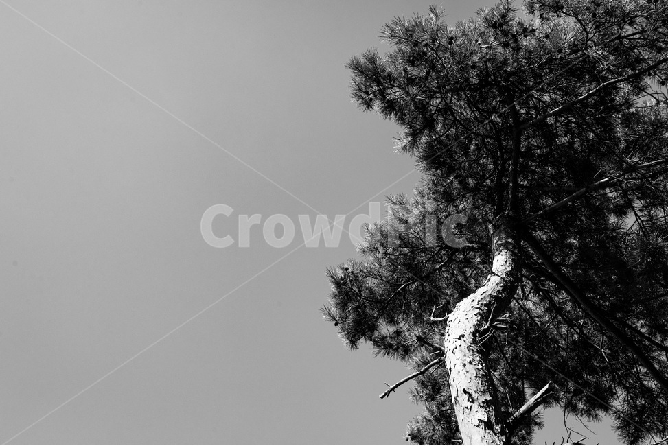 나무,소나무,자연,식물,pine,tree,하늘,식물,자연,plants,nature,나무,trees,wood,흑백,모노톤,monochrome,black and white