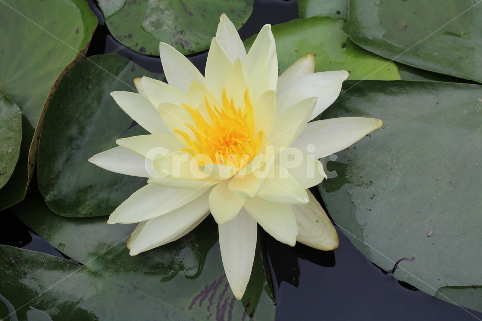 꽃,수국,연꽃,제주도꽃,도깨비,도깨비꽃,축제,6월의꽃,6월,식물,자연,plants,nature,꽃,flower