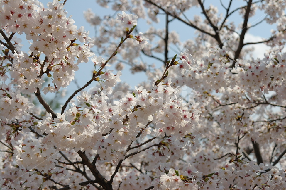 벚꽃,꽃,봄,하늘,자연,봄,계절,spring,season,식물,자연,plants,nature,꽃,flower,plant,blossom
