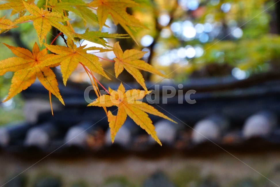 단풍잎,mapleleaf,노랑,yellow,나무,식물,tree