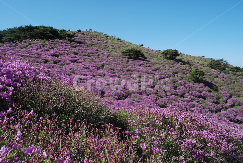 감암산,합천군,봄,바위,공원,봄,계절,spring,season,자연,풍경,nature,landscape,한국자연풍경,한국자연경관,korea nature landscape,plant,식물