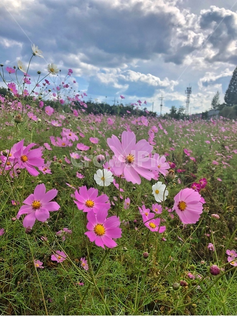가을,코스모스,분홍색,하늘,구름,가을,계절,fall,autumn,season,식물,자연,plants,nature,꽃,flower,plant,blossom,geranium,제라늄
