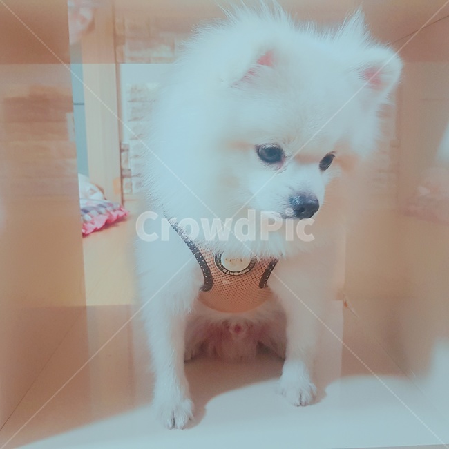 포메라니안,강아지,산책,시무룩,우울,시선회피,혼나기,사죄하기,삐짐
