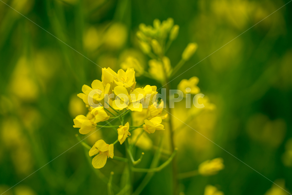 유채,봄,봄꽃,꽃,노랑,근접,자연,식물,자연,plants,nature,꽃,flower