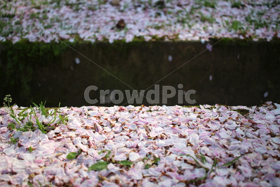 벚꽃,봄,꽃길,꽃,flower,벚꽃축제,계절