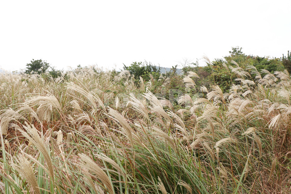 갈대,가을,들판,자연,억세풀,가을,계절,fall,autumn,season,식물,자연,plants,nature