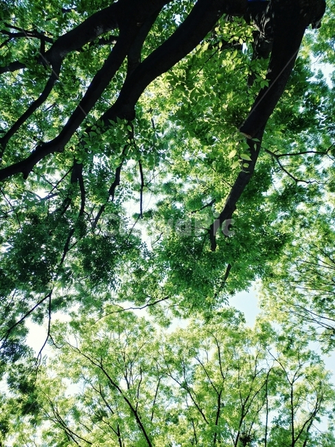 하늘,나무,Tree,푸른,자연,스마트폰사진,식물,자연,plants,nature,나무,trees,wood,휴식,힐링,rest,relaxation,healing