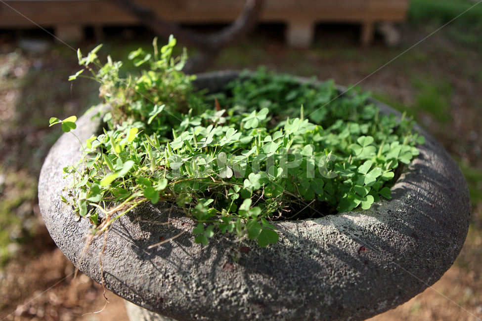 클로버,세잎클로버,네잎클로버,자연,식물,빛,pottedplant,herbs,식물,자연,plants,nature