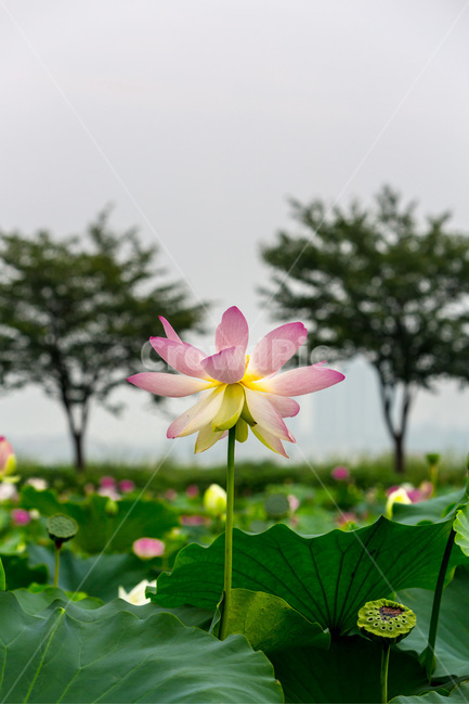 연꽃,연잎,습지,자연,청초,무늬,식물,자연,plants,nature,꽃,flower