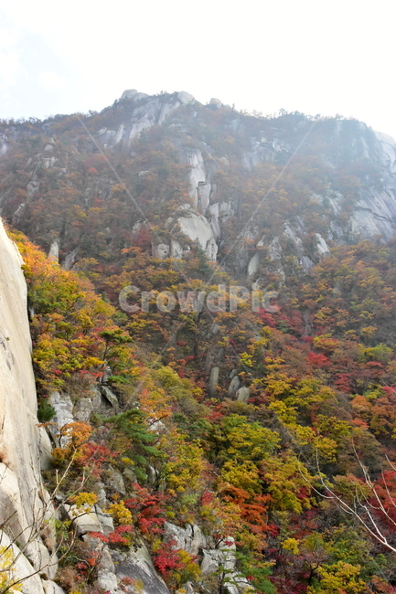 가을,단풍,자연,풍경,북한산,잎,단풍잎,붉은,나무,계절,계곡,숲,힐링,plant,fall,autumn,season,forestnature,landscape,한국자연풍경,한국자연경관,korea,tree,maple,leaf,가을,계절,fall,autumn,season,자연,풍경,nature,landscape,outdoors,옥외