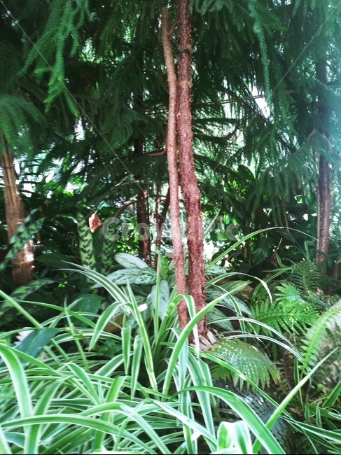 식물,초목,자연,나무,열대우림,옥외,밀림,식물,자연,plants,nature