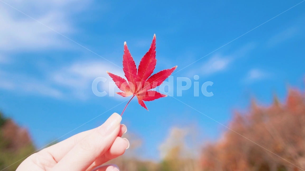 단풍,단풍잎,메이플,하늘,가을,자연