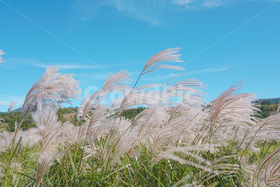 plant,식물,grass,자연,nature,silvergrass,flamegrass,억새,감성,제주,새별오름,오름,jeju,풍경,landscape,감성사진