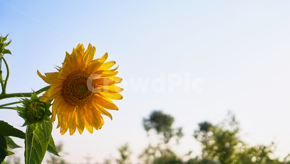 plant,식물,flower,꽃,해바리기