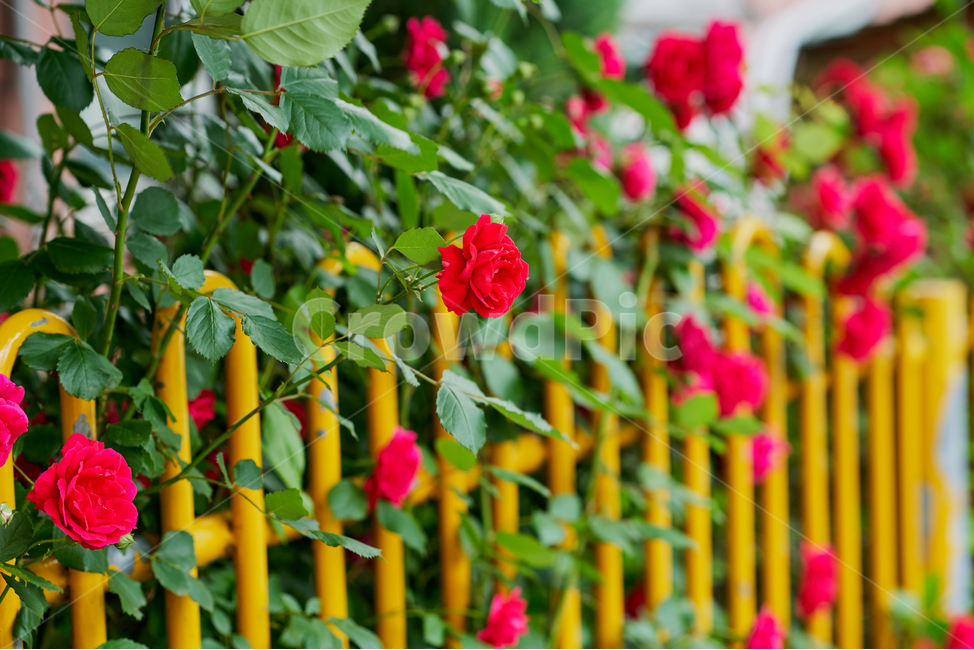 장미,rose,5월,꽃,flower,식물,자연,plants,nature,꽃,flower