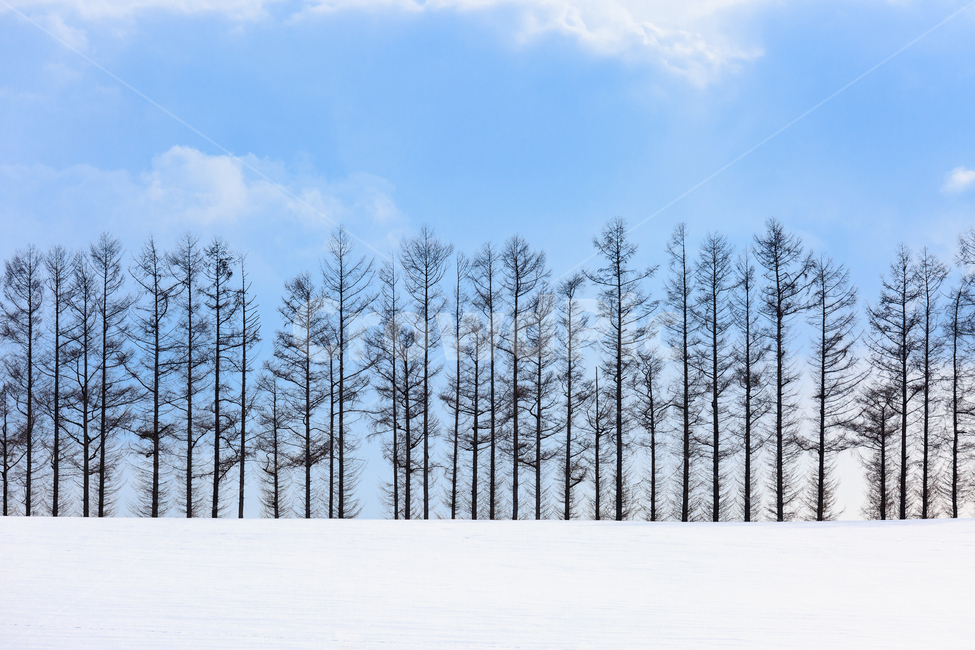 nature,자연,outdoors,옥외,tree,나무,plant,식물,호카이도,홋카이도,하늘,구름,일본,japan,hokkaido,겨울,winter,눈,snow,white,계절,겨울,계절,winter,season,자연,풍경,nature,landscape