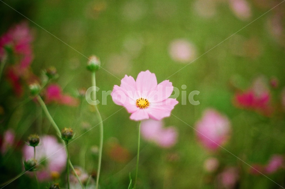 코스모스,꽃,제주,flower,필름,꽃봉오리,가을