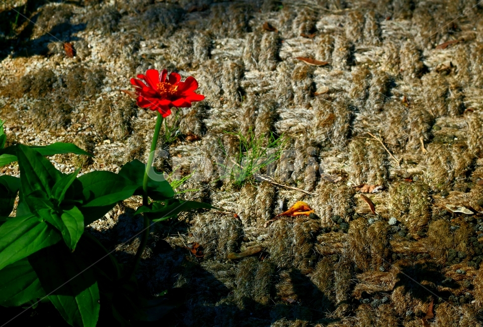plant,flower,백일홍,가을,자라섬,식물,자연,plants,nature,꽃,flower