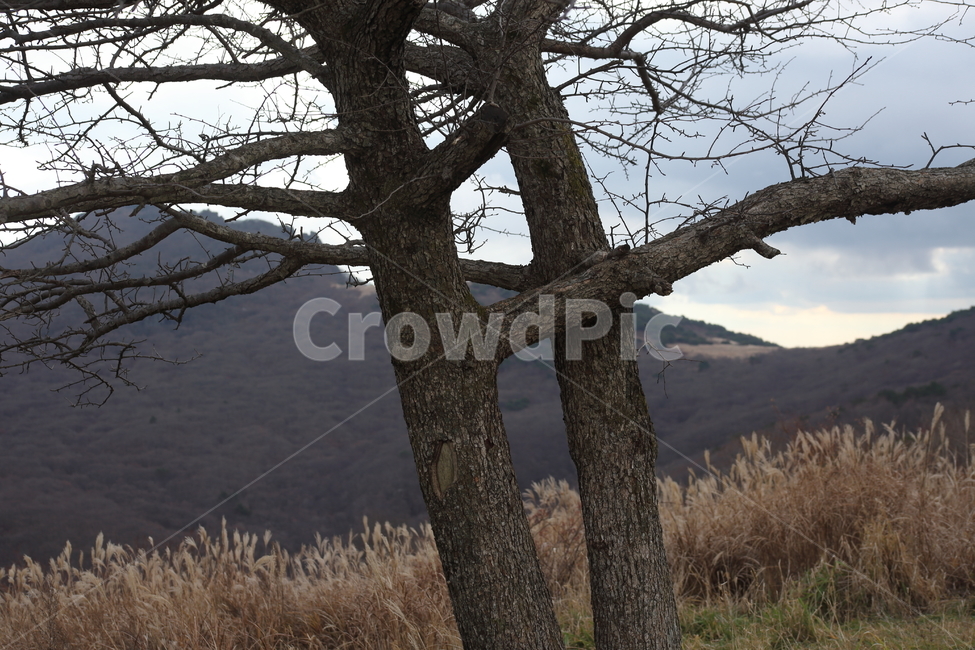 나무,돌배나무,식물,wood,plant,산돌배나무,식물,자연,plants,nature,나무,trees,wood
